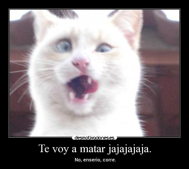 carteles gato desmotivaciones