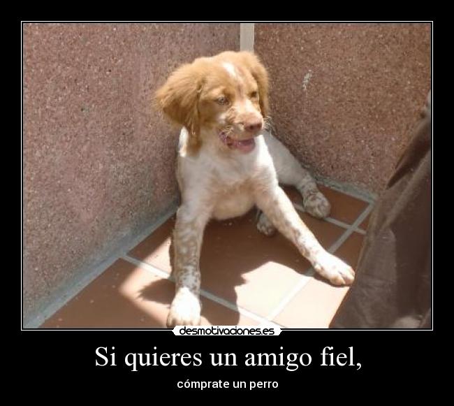 Si quieres un amigo fiel, -