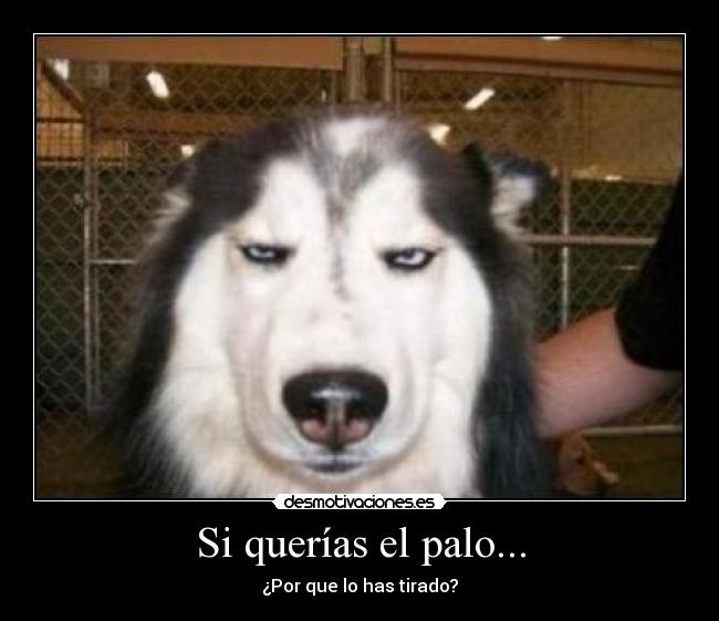 Si querías el palo... - ¿Por que lo has tirado?
