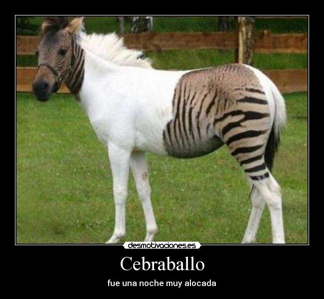 Cebraballo - fue una noche muy alocada