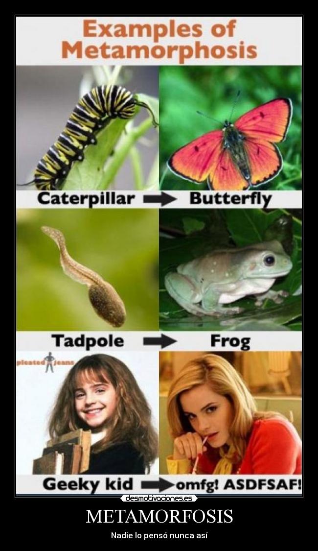 METAMORFOSIS -