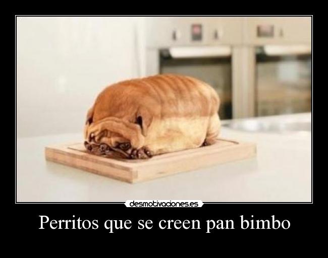 Perritos que se creen pan bimbo - 