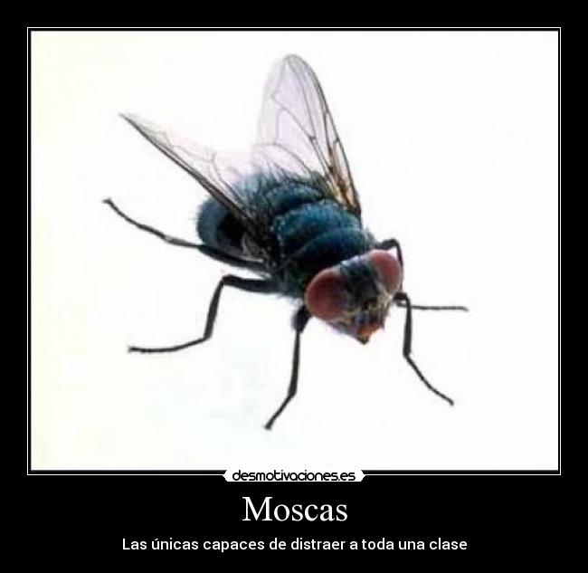 Moscas - 