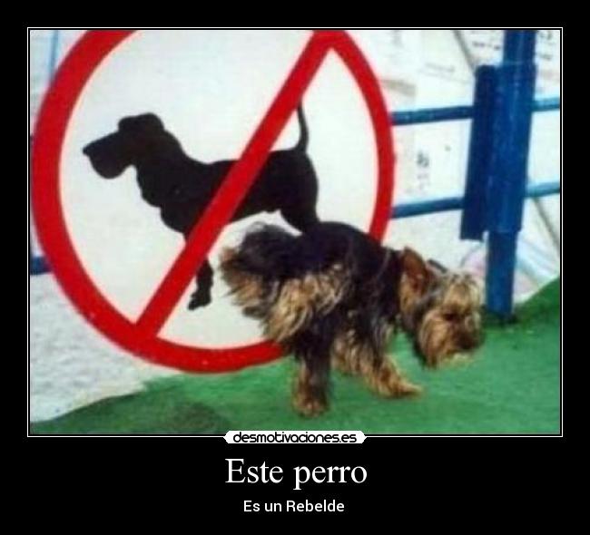 Este perro -