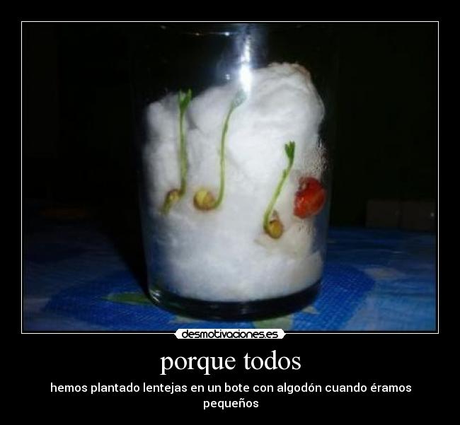 porque todos - hemos plantado lentejas en un bote con algodón cuando éramos pequeños