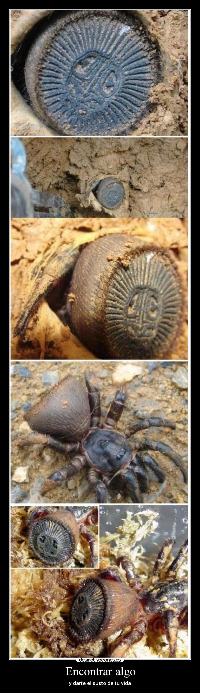 carteles aranasusto desmotivaciones