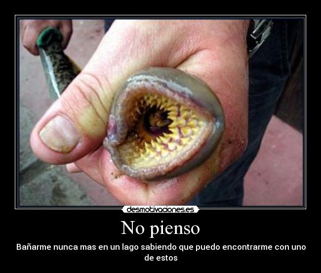 No pienso -