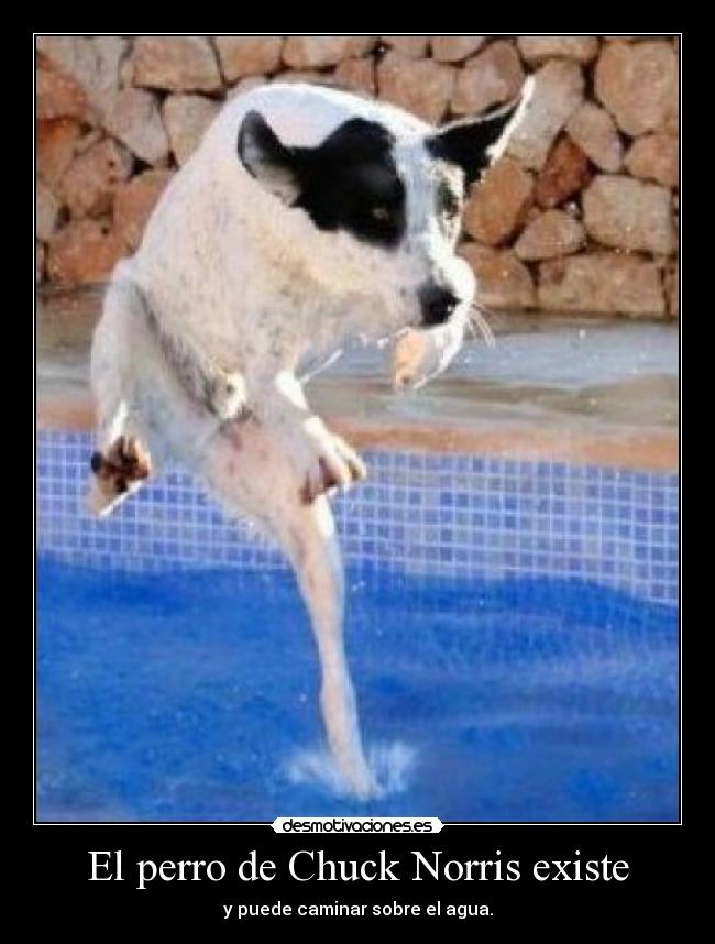 El perro de Chuck Norris existe - 