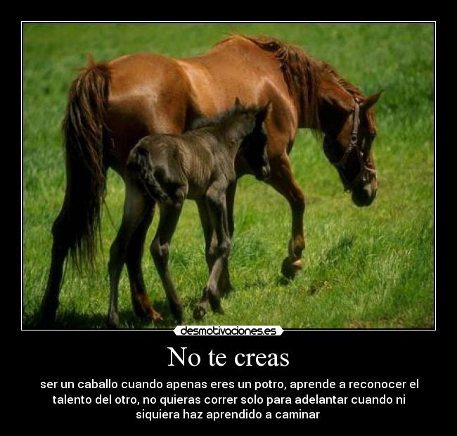 No te creas - ser un caballo cuando apenas eres un potro, aprende a reconocer el
talento del otro, no quieras correr solo para adelantar cuando ni
siquiera haz aprendido a caminar