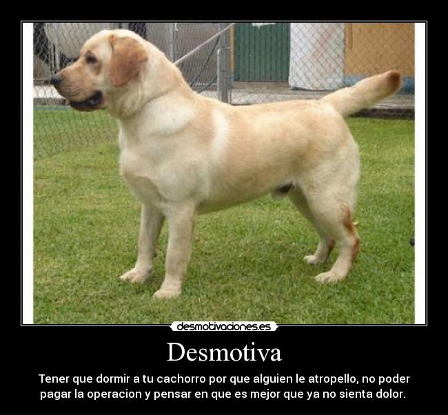 Desmotiva - Tener que dormir a tu cachorro por que alguien le atropello, no poder
pagar la operacion y pensar en que es mejor que ya no sienta dolor.