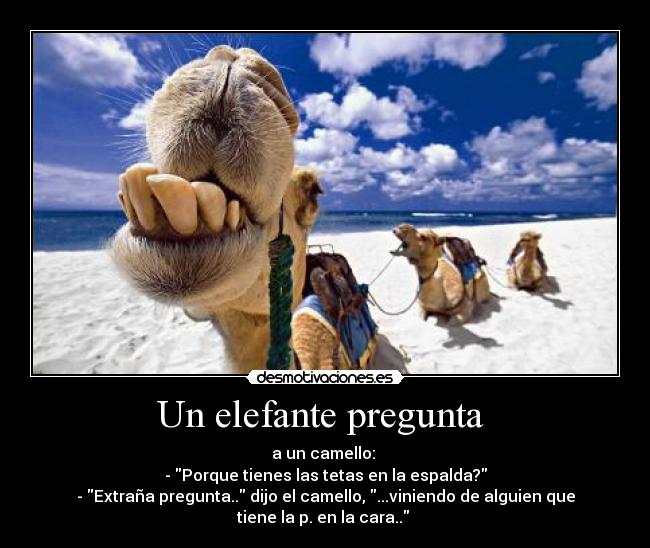 Un elefante pregunta  - 