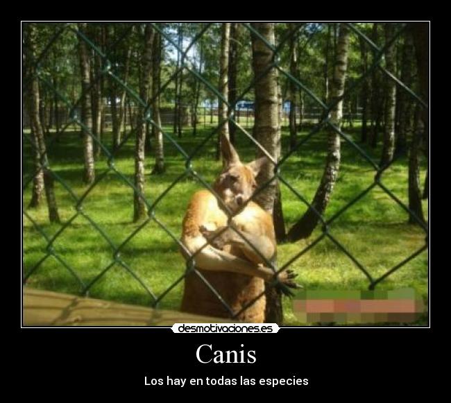 Canis -