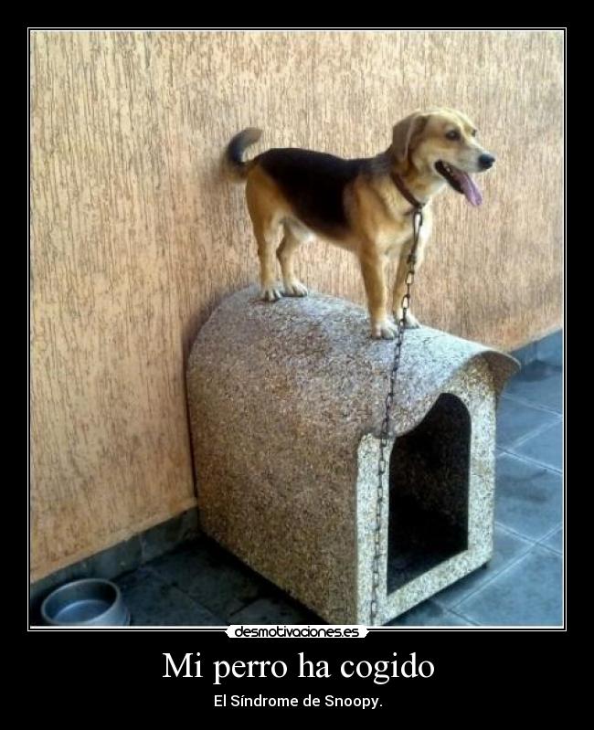 Mi perro ha cogido - El Síndrome de Snoopy.