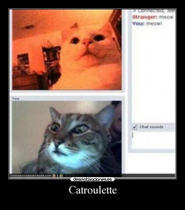 Catroulette - 