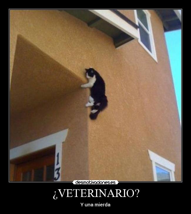 ¿VETERINARIO? - Y una mierda