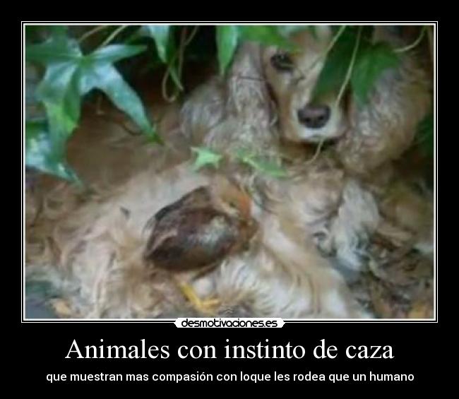 Animales con instinto de caza - que muestran mas compasión con loque les rodea que un humano