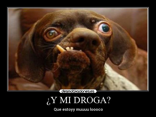 ¿Y MI DROGA? -
