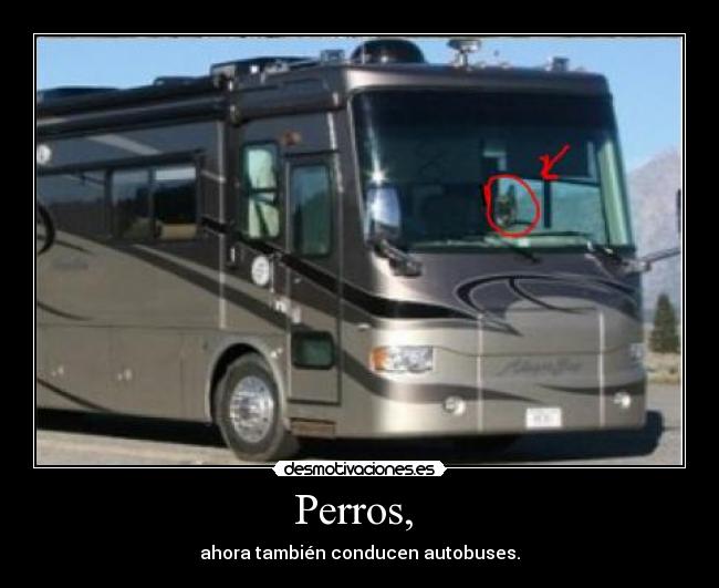 Perros,  - ahora también conducen autobuses.