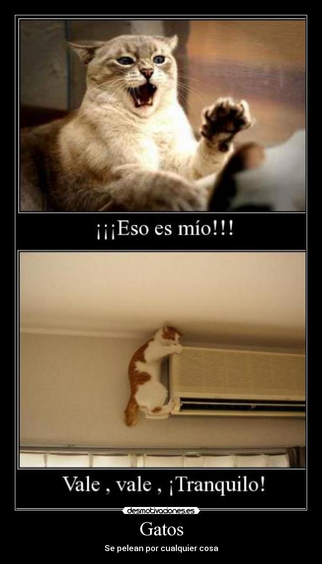 Gatos -