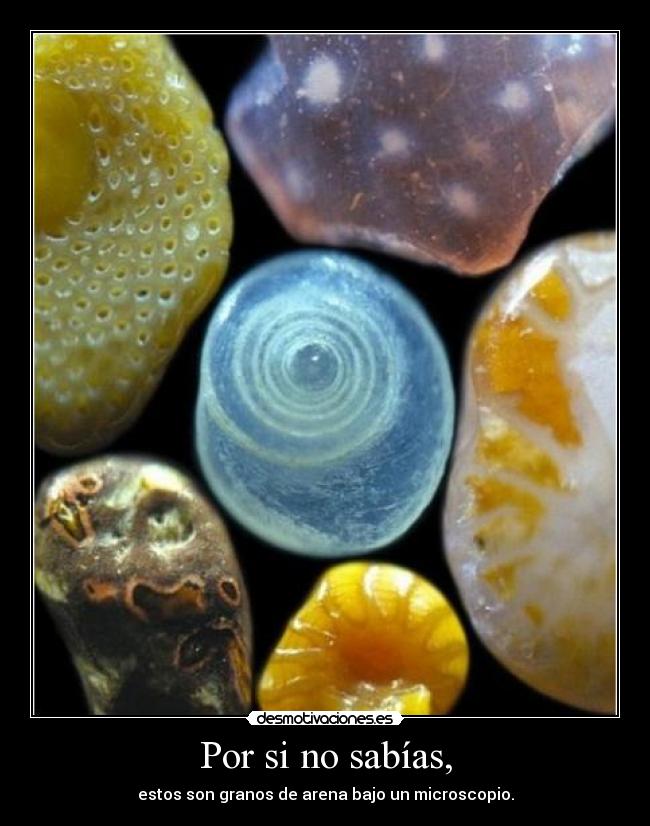 Por si no sabías, - estos son granos de arena bajo un microscopio.