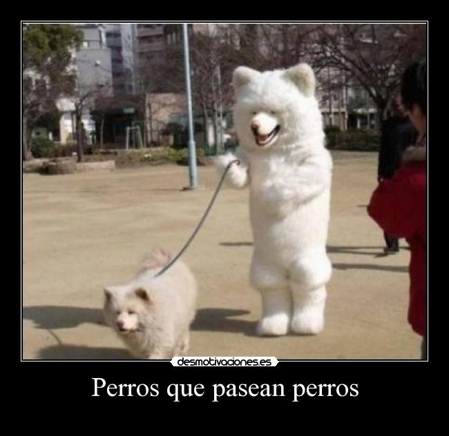Perros que pasean perros - 