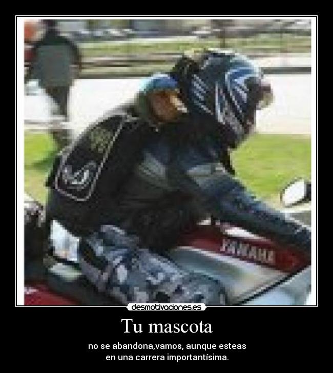 Tu mascota - no se abandona,vamos, aunque esteas
en una carrera importantísima.