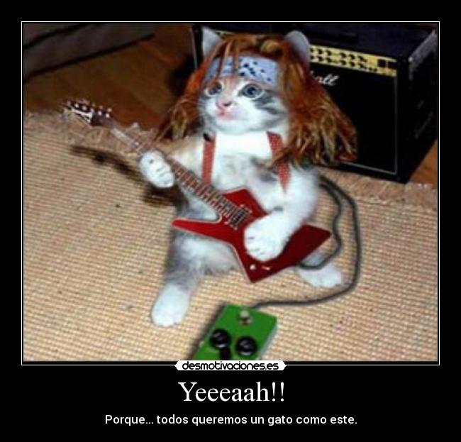 Yeeeaah!! - Porque... todos queremos un gato como este.