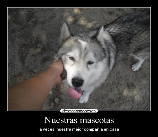 Nuestras mascotas - 
