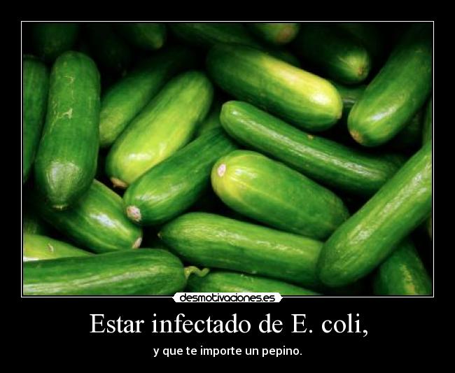 Estar infectado de E. coli, - y que te importe un pepino.