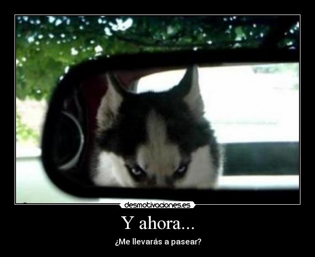 Y ahora... - ¿Me llevarás a pasear?