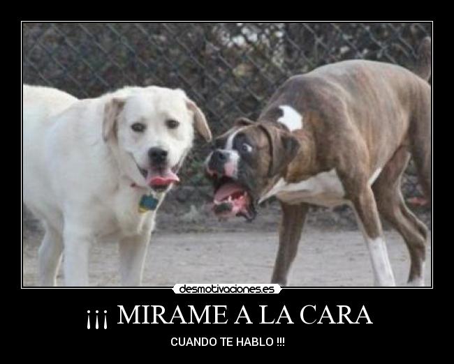 ¡¡¡ MIRAME A LA CARA - CUANDO TE HABLO !!!