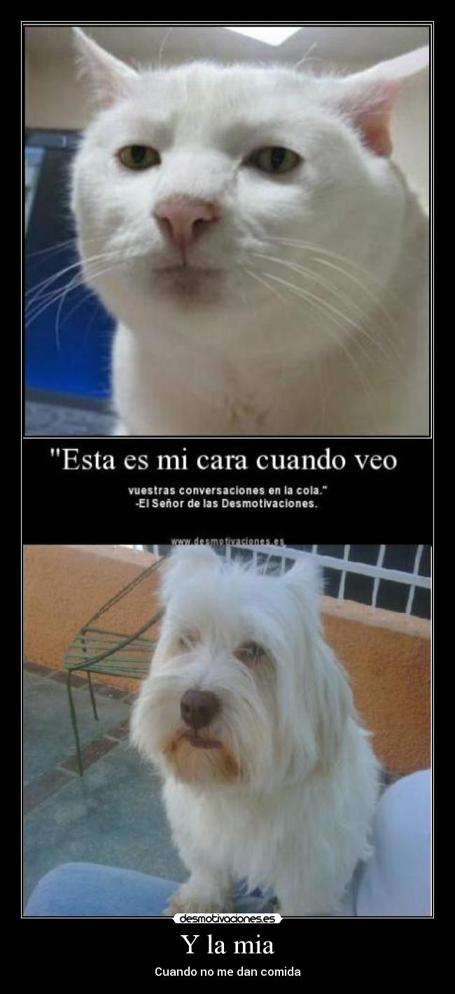 carteles mia desmotivaciones