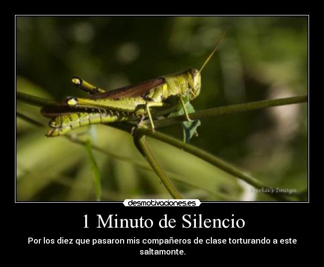 carteles silencio animales desmotivaciones