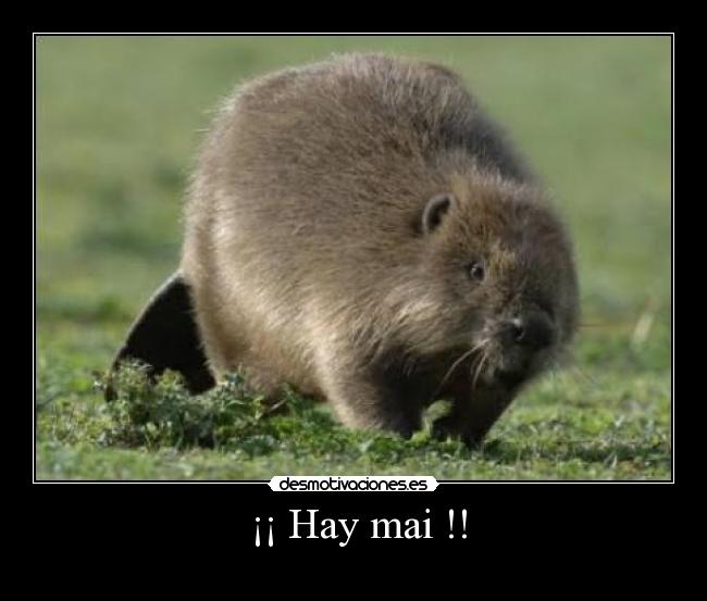 ¡¡ Hay mai !! -