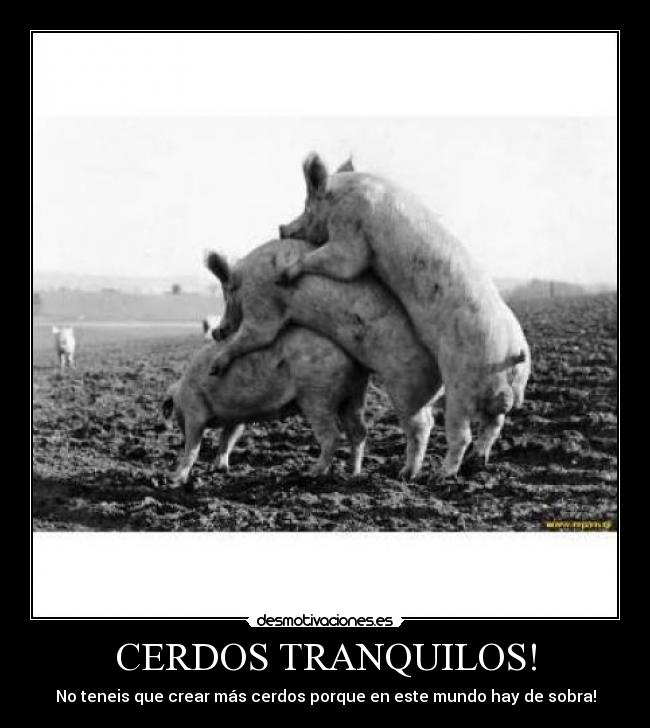 CERDOS TRANQUILOS! - 