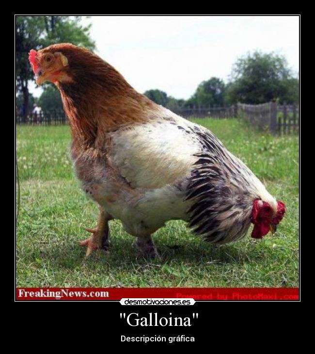 Galloina - Descripción gráfica