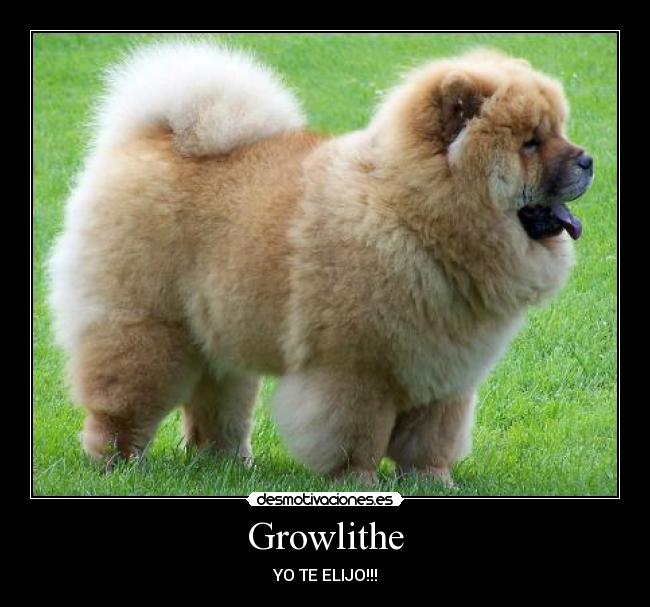 Growlithe - 