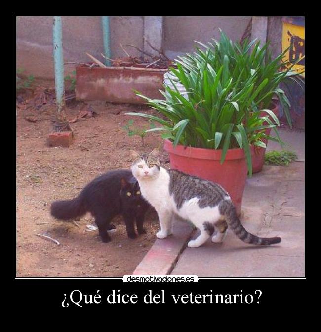 ¿Qué dice del veterinario? -