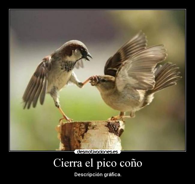 Cierra el pico coño -