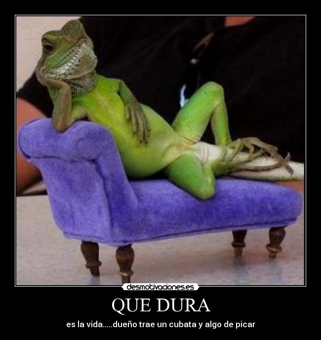 carteles iguana desmotivaciones