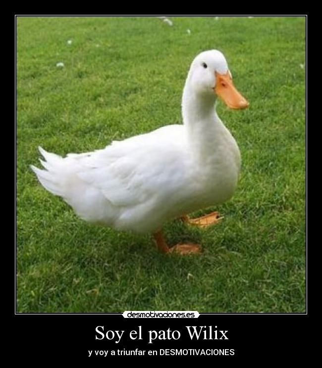 Soy el pato Wilix - y voy a triunfar en DESMOTIVACIONES