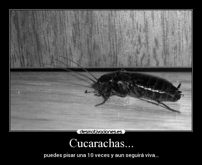 carteles cucarachas desmotivaciones
