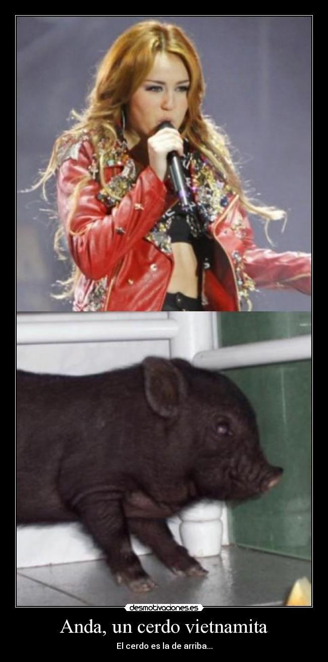 Anda, un cerdo vietnamita - El cerdo es la de arriba...