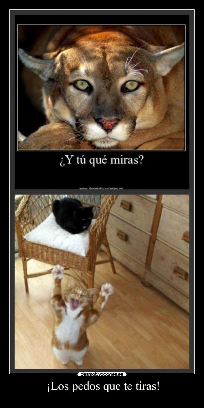 carteles los pedos que tiras desmotivaciones