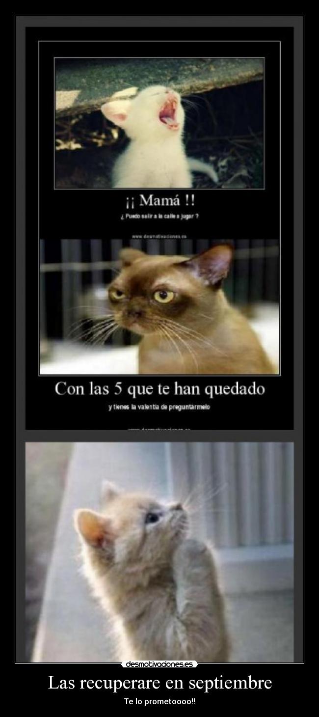 carteles gato desmotivaciones