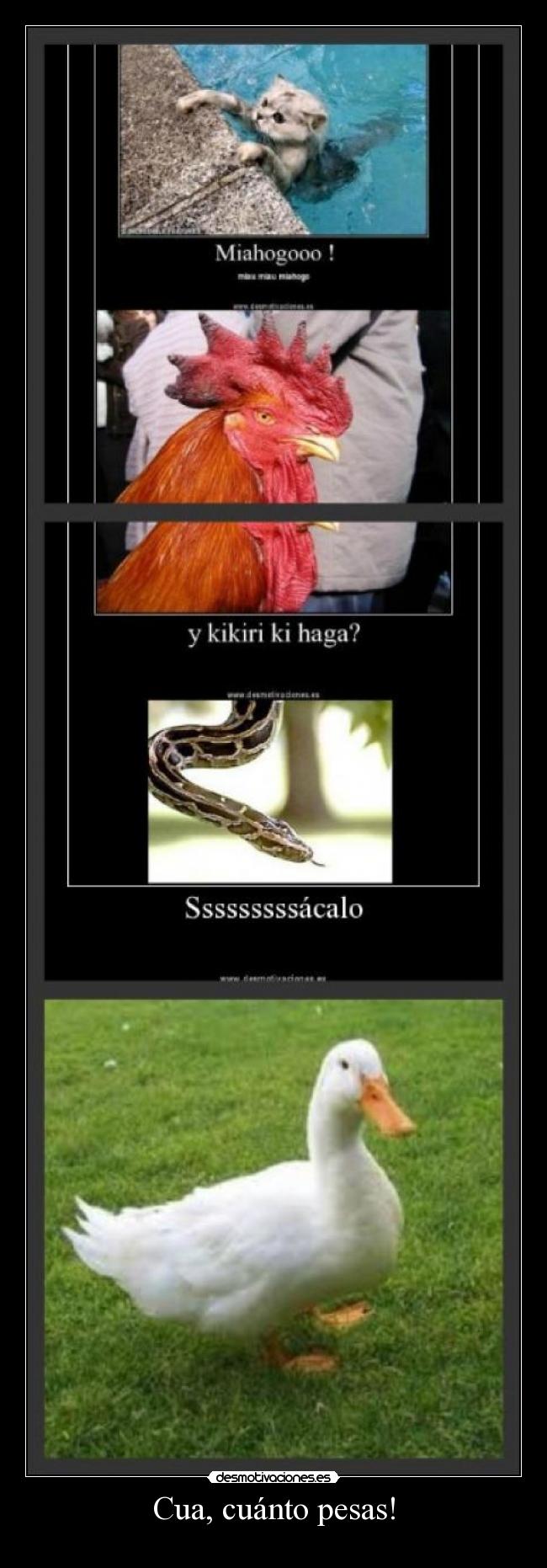 Cua, cuánto pesas! -