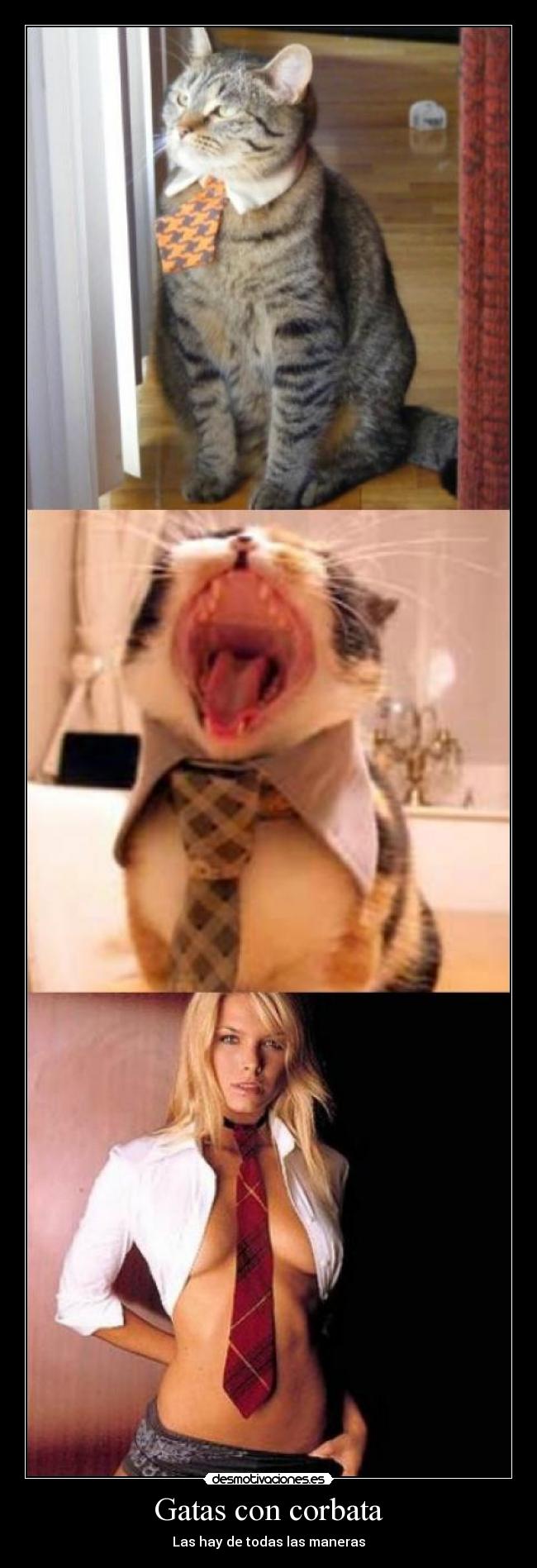 Gatas con corbata - Las hay de todas las maneras