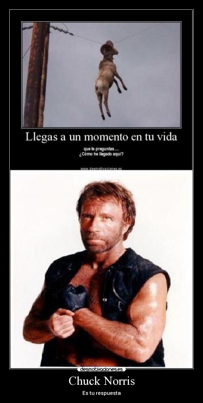 Chuck Norris - Es tu respuesta