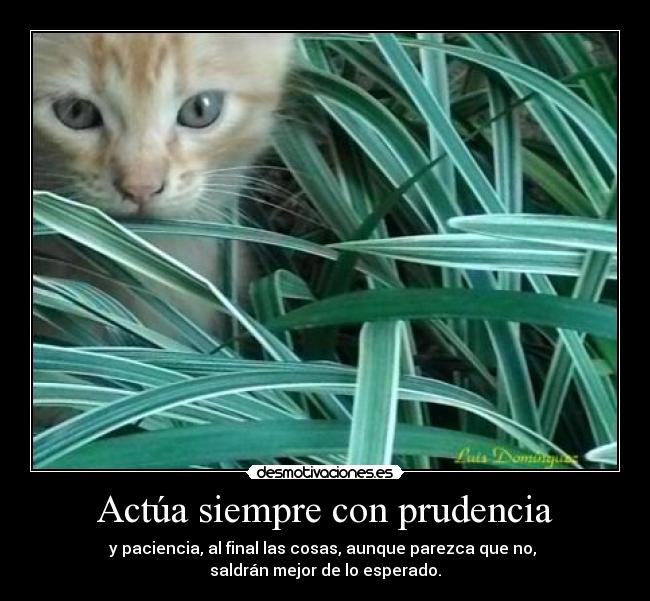 carteles cautela prudencia paciencia gatos desmotivaciones