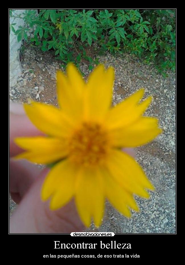 Encontrar belleza - en las pequeñas cosas, de eso trata la vida ♥